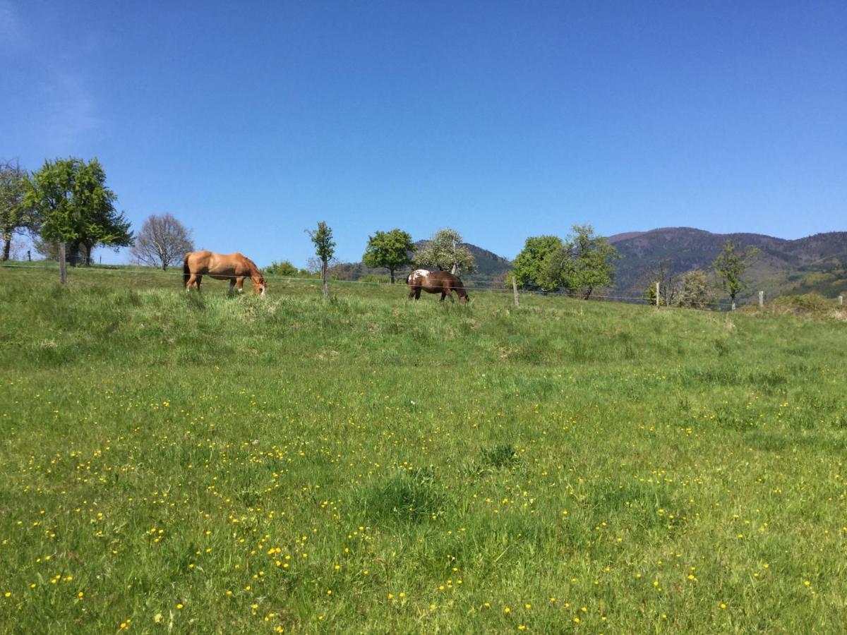 Gite Leonline Sur Les Hauteurs De Masevaux -Au Pied Des Vosges Eksteriør billede